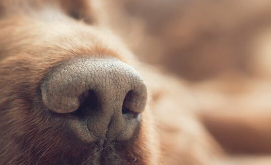 dog-nose