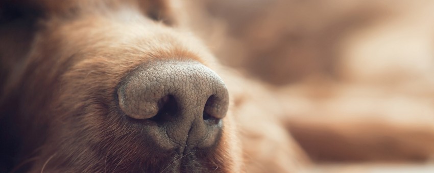 dog-nose