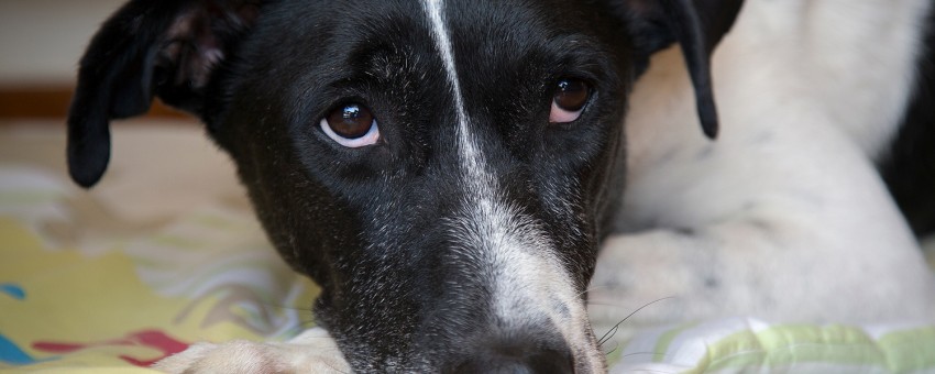 σκύλος κοιτάει λυπημένος