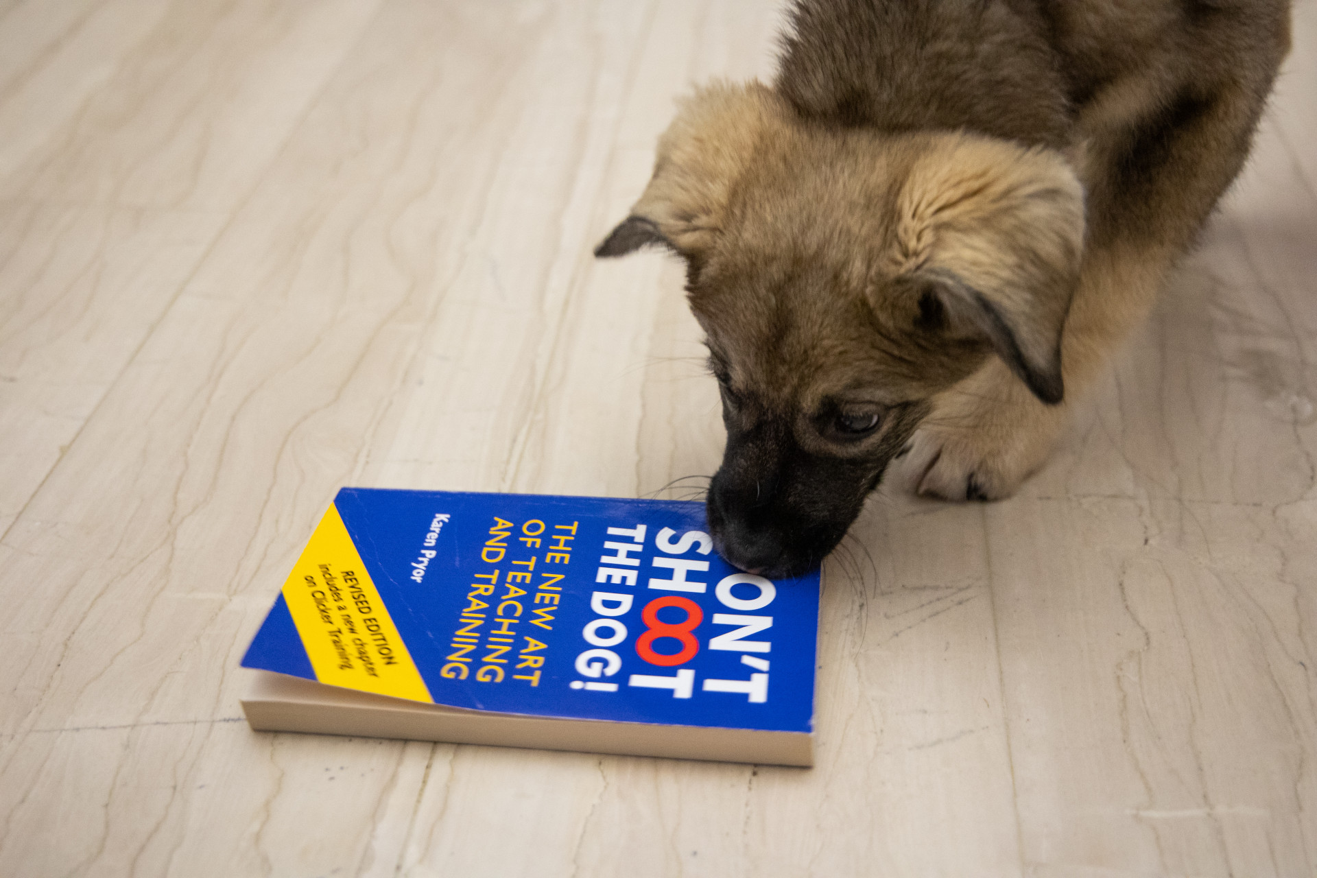 κουταβάκι δαγκώνει ένα βιβλίο σχετικό με την εκπαίδευση σκύλων