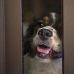 σκύλος κοιτάει φοβισμένος πίσω από μια πόρτα