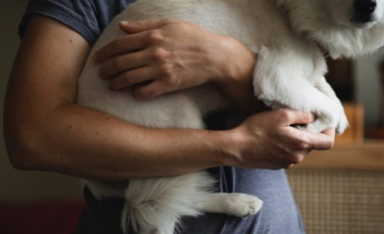 γυναίκα κρατάει στην αγκαλιά της ένα άσπρο σκυλάκι και του πιάνει το ποδαράκι με τρυφερότητα