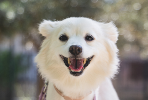 η φόξυ, ένα λευκό σκυλάκι που χαμογελάει