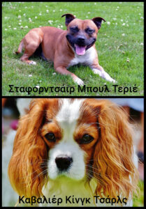 μια φωτογραφία από ένα σκύλο ράτσας σταφορντσάιρ μπουλ τεριέ και μια φωτογραφία από έναν σκύλο ράτσας καβαλιέρ κινγκ τσαρλσ