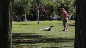 η δανάη κομητοπύλου εκπαιδεύτρια μαθαίνει την εντολή "ξάπλα" σε έναν σκύλο που είναι δεμένος με λουρί 
