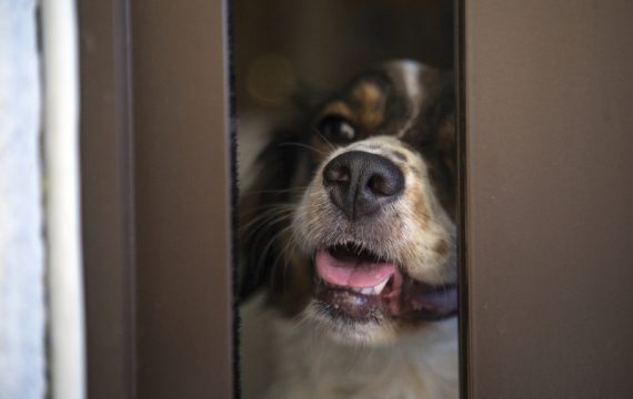 σκύλος κοιτάει φοβισμένος πίσω από μια πόρτα